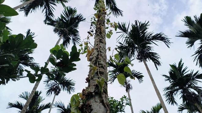 ইচ্ছালছড়া পুঞ্জিতে নিরীহ খাসিয়াদের জীবন-জীবিকায় আঘাত, প্রশাসনের হস্তক্ষেপ কামনা