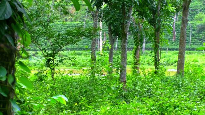 ছবি মুক্তিবাণী