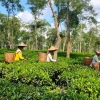 Indigenous Peoples' Day Tea, toil and a fading heritage