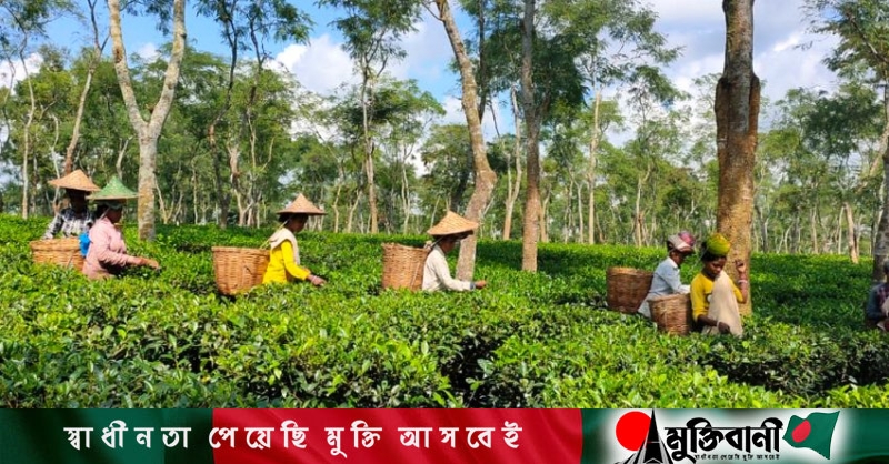 Indigenous Peoples' Day Tea, toil and a fading heritage
